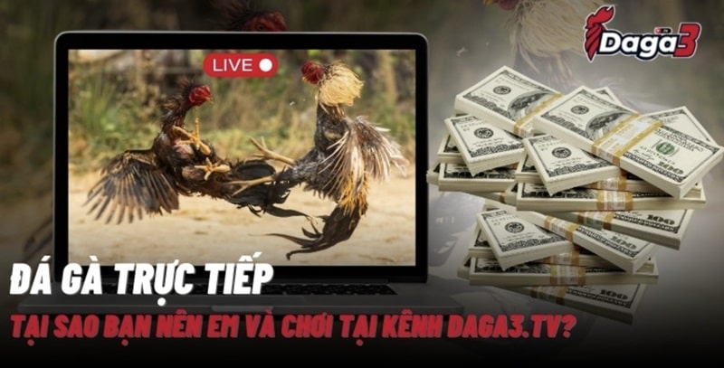Giới thiệu về kênh đá gà trực tiếp thomo timviec24h.top
